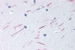 OGR1 Antibody, Novus Biologicals 50 &mu;g; Unconjugated:Antibodies, Polyclonal
